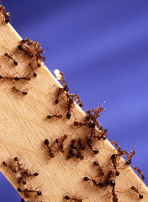 Brussell exterminates fire ants in the DC area. Brussell Exterminators can be found in Gaithersburg, MD and Annandale, VA, to name two cities in our region.